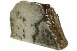 Free-Standing, Petoskey Stone (Fossil Coral) Section - Michigan #227554-1